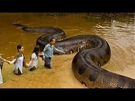 [10000印刷√] biggest amazon river anaconda snake 195722-What is the ...