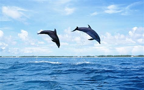 Dolphins jumping high out of the water | HD Animals Wallpapers