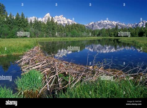 North American beaver (Castor canadensis) beaver dam in the Grand Teton ...