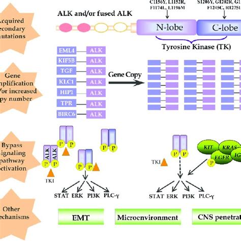 (PDF) Drug Discovery Targeting Anaplastic Lymphoma Kinase (ALK)