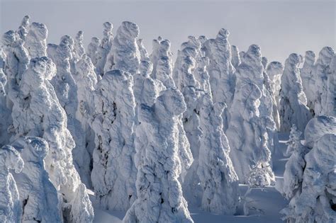 The Week in Wildlife – in pictures | Wildlife, Snow monster, Snow covered trees