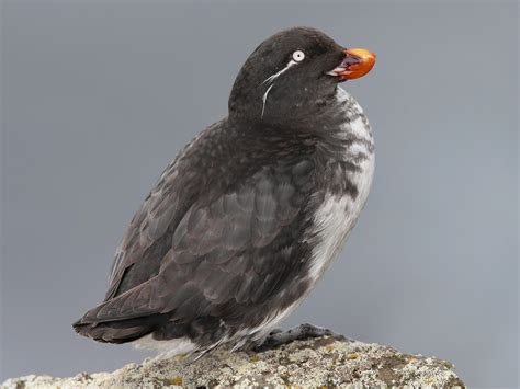 Parakeet Auklet - eBird