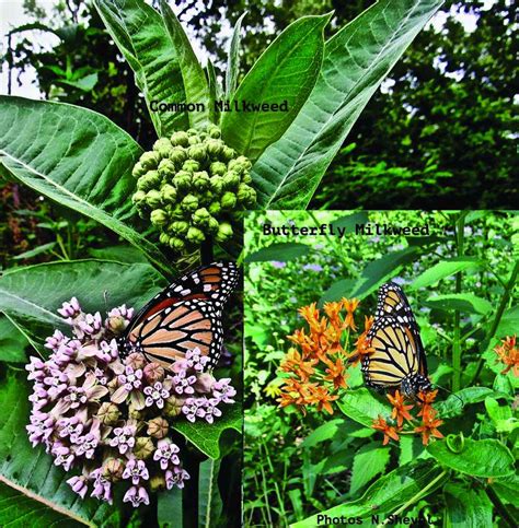 Make your garden a butterfly habitat - The Woodstock Independent