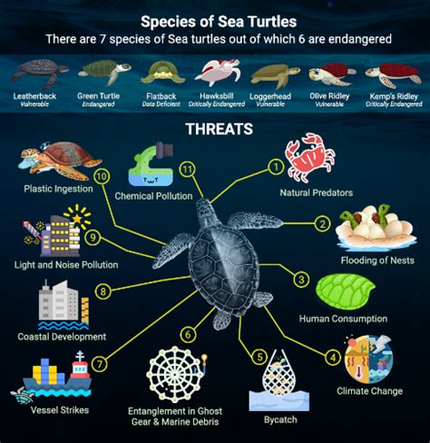 Climate Change causing feminization of sea turtles across the globe