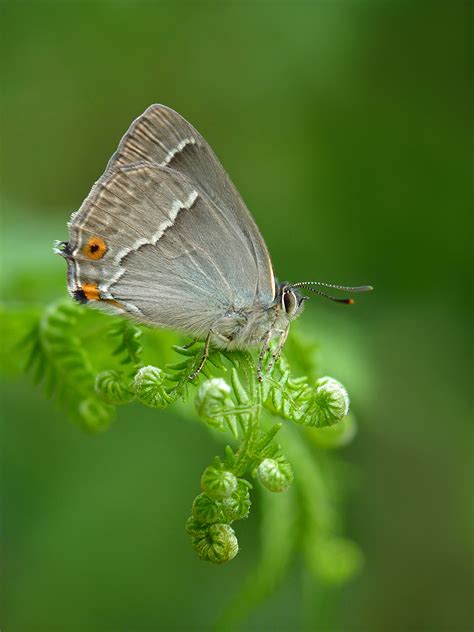 UK Butterflies - Purple Hairstreak - Favonius quercus