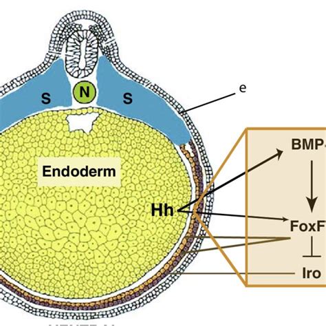 (PDF) The Role of the Visceral Mesoderm in the Development of the Gastrointestinal Tract