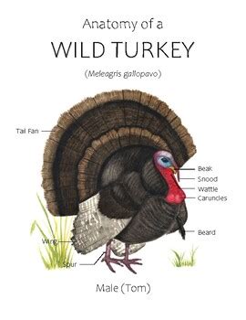 Wild Turkey Anatomy Poster by From So Simple A Beginning | TpT