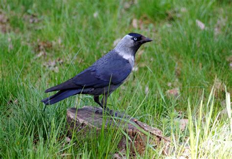 Jackdaw (Corvus Monedula) - Identification and Facts