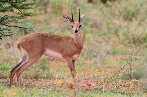 Show us your small antelope species. - Your Africa images - Safaritalk