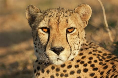 Eye Contact With A Cheetah Photograph by Designbase - Fine Art America