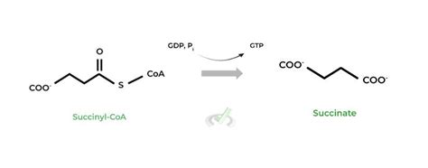 Oxidative Phosphorylation: Citric Acid Cycle on the MCAT – MCAT Mastery