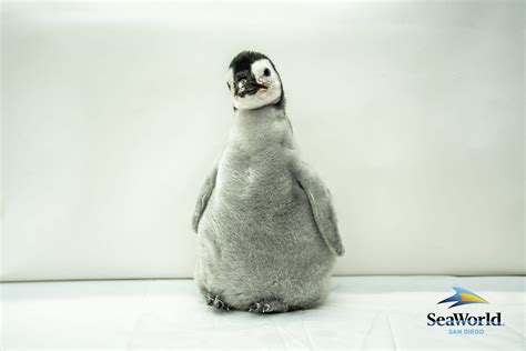 SeaWorld San Diego Announces Name of New Emperor Penguin Chick -- Pearl