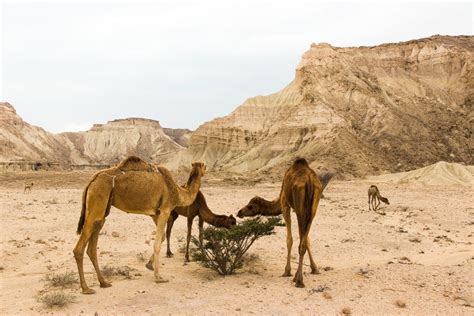 A Complete Qeshm Island Travel Guide - Exploring the Persian Gulf of Iran - Omnivagant