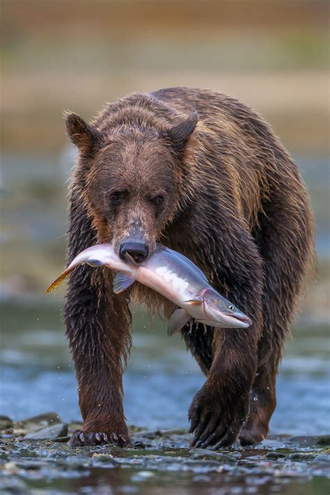 Grizzly Bear Walking With Salmon Fine Art Photo Print | Photos by Joseph C. Filer