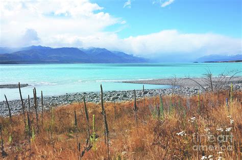 Lake Pukaki Photograph by Karen Black - Fine Art America