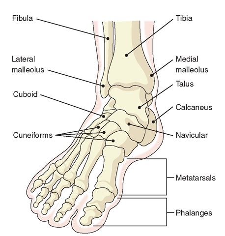 Foot Bones & Foot Pain - Anatomy Info