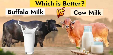 Cow milk Or Buffalo milk - Which is more healthier to consume? - Polur Online