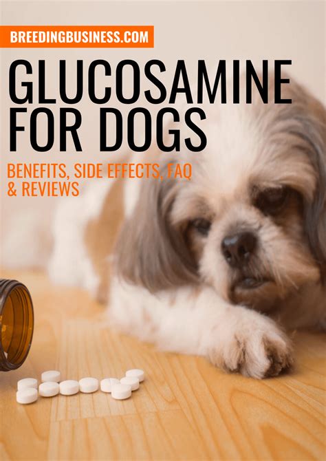 Glucosamine for Dogs – Benefits, Side Effects, FAQ & Reviews