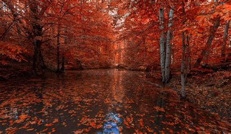 nature, Photography, Landscape, Fall, Red leaves, River, Forest, Trees ...