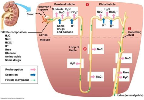 Reabsorption of salt and water in Kidney | Physiology, Human anatomy ...