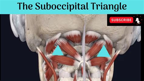 The Suboccipital Triangle #Anatomy #mbbs #education #bds # ...