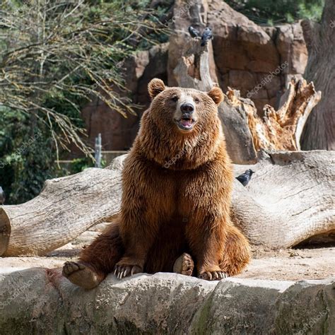 Animals in zoo in Madrid Stock Photo by ©Siempreverde 69283109