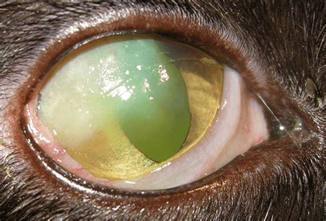 Feline Eosinophilic Keratitis • MSPCA-Angell