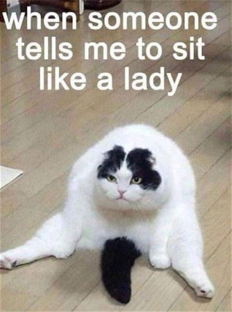 Funny Cat Memes With Captions Never Fail To Make Us LOL | Flickr