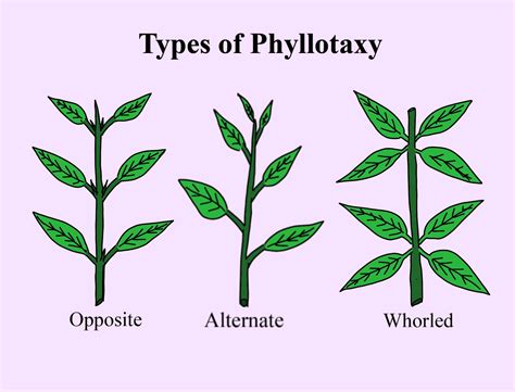 Explain with different types of examples, the different types of phyllotaxy.