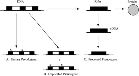 Pseudogenes: Pseudo-functional or key regulators in health and disease?