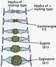 Zygospore is formed fromZygoteNuclear fusionGametangial copulationOogamy