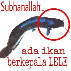 Gambar Lele Lucu – Sinau