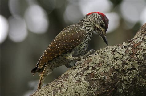 Campethera abingoni (Golden-tailed Woodpecker) | Woodpecker, Kruger national park, Bird species