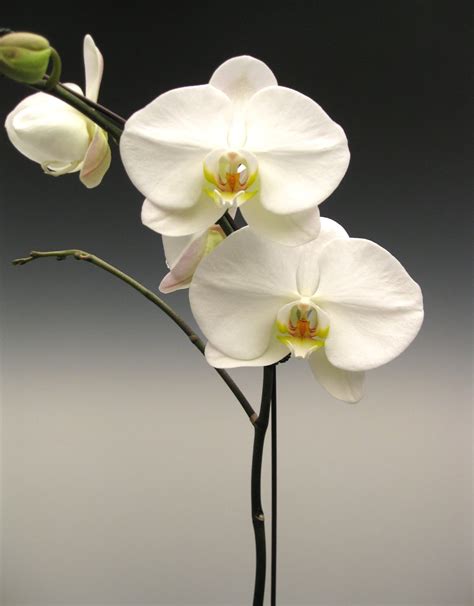 Orchid Plants - White Phalaenopsis | Orchidaceous! Orchid Blog