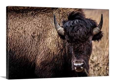 Bison wall art canvas buffalo canvas for western decor. | Etsy