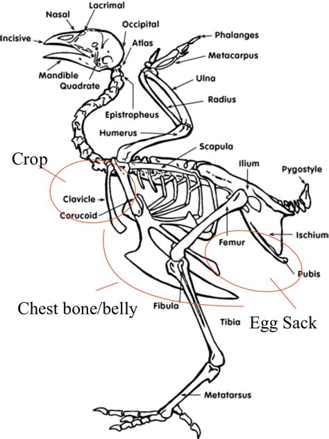 Anatomy – chickens Anatomy Study, Anatomy Reference, Chicken Anatomy, Drawing Planner, Breast ...