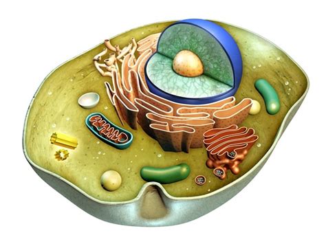 Mapping the trillion cells in the human body