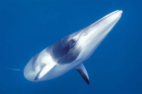 Swim with Dwarf Minke Whales in the Great Barrier Reef