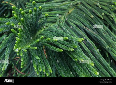 Norfolk Pine or Araucaria heterophylla is a member of the family ...