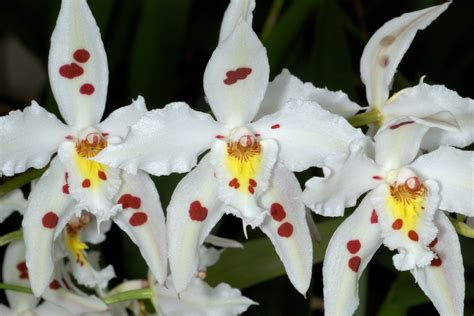 Oncidium alexandrae (Curled Odontoglossum, Lace Orchid) | North Carolina Extension Gardener ...