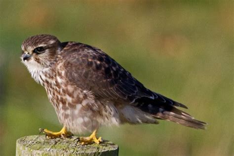 Merlin - BirdWatch Ireland