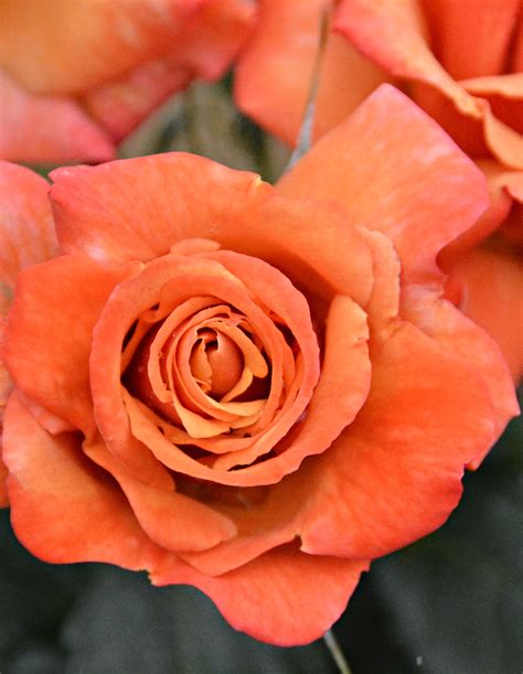 Rust rose in my garden (wil 3354) | Rose, Beautiful roses, Flowers