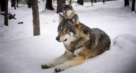 Free Images : snow, winter, wildlife, zoo, vehicle, weather, wolf, season, animals, predators ...