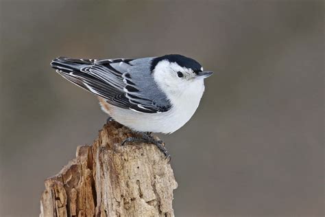 White-breasted Nuthatch | Audubon Field Guide