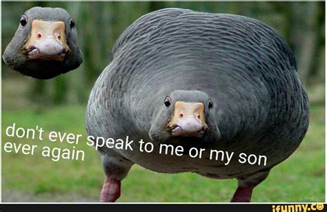 #goose #meme #honk : goosememes