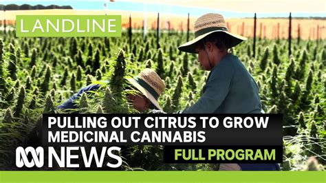 Landline | We visit one of Australia's largest outdoor cannabis farms ...