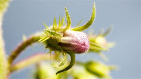 How we’re creating ‘super plants’ to help humanity - BBC Future