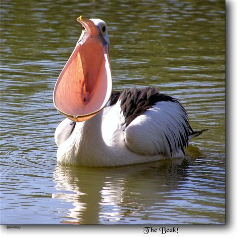 The Beak! | The Pelican A wonderful bird is the pelican, Its… | Flickr