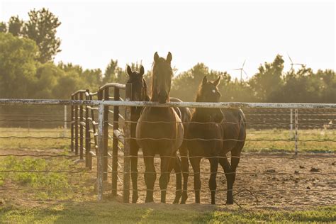 Best Horse Fencing Options