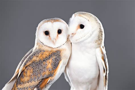 Presenting Some Really Cute and Adorable Names for Your Pet Owl - Bird Eden